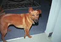 dog1.jpg
