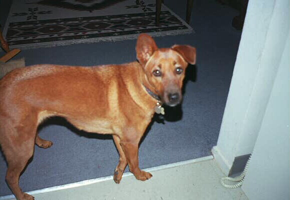 dog1.jpg, 65502 bytes, 4/30/2002