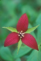 trillium2.jpg