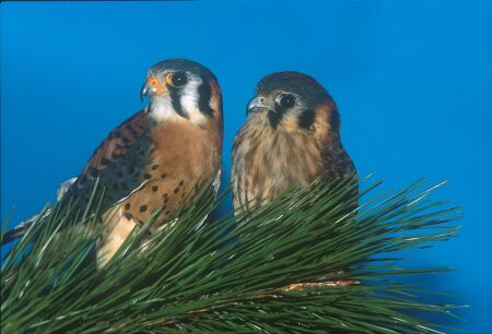 kestrels.jpg, 24077 bytes, 07/06/2002