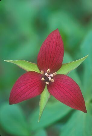 trillium2.jpg, 14615 bytes, 07/06/2002