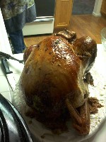 bird.jpg